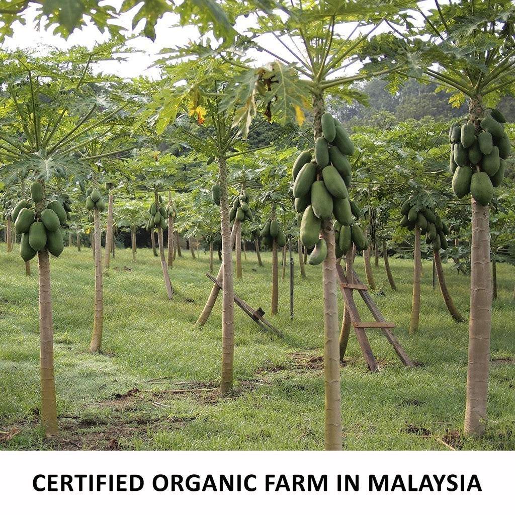 Titi Eco Farm Certified Organic Papaya Powder with Papain Enzyme [Bottle/Sachets]