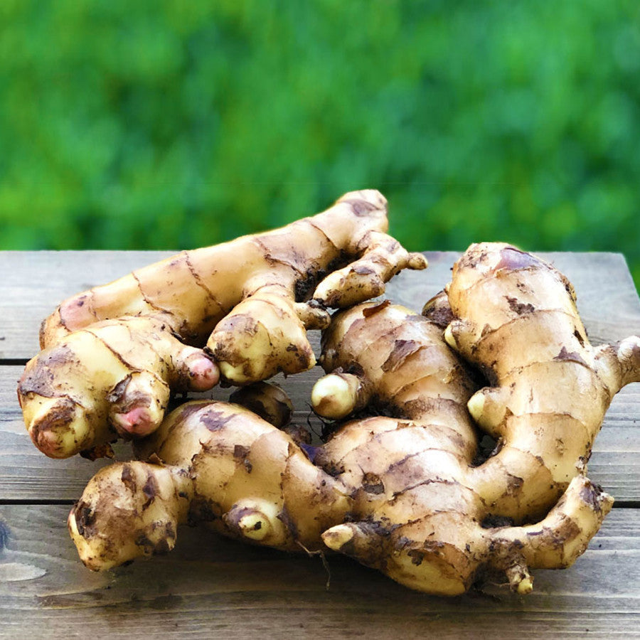 Molasses Bentong Ginger Enzyme Drink (350ml) | Natural Digestive & Immunity Booster by Titi Eco Farm
