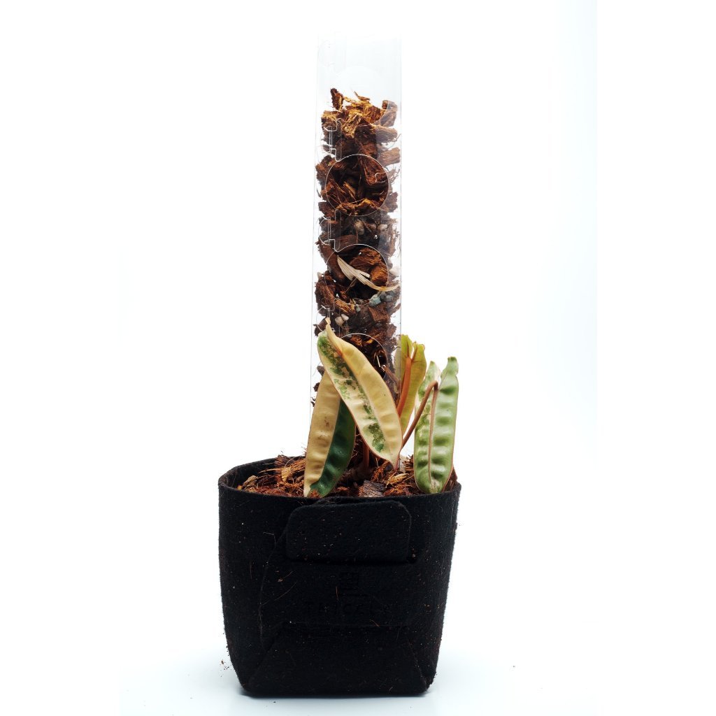 THICCLY GrowPole Small Size 10 Pieces V3.2 Pro